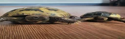 Tortoise reptiles for sale: Two horsefield tortoises  - Advert 1