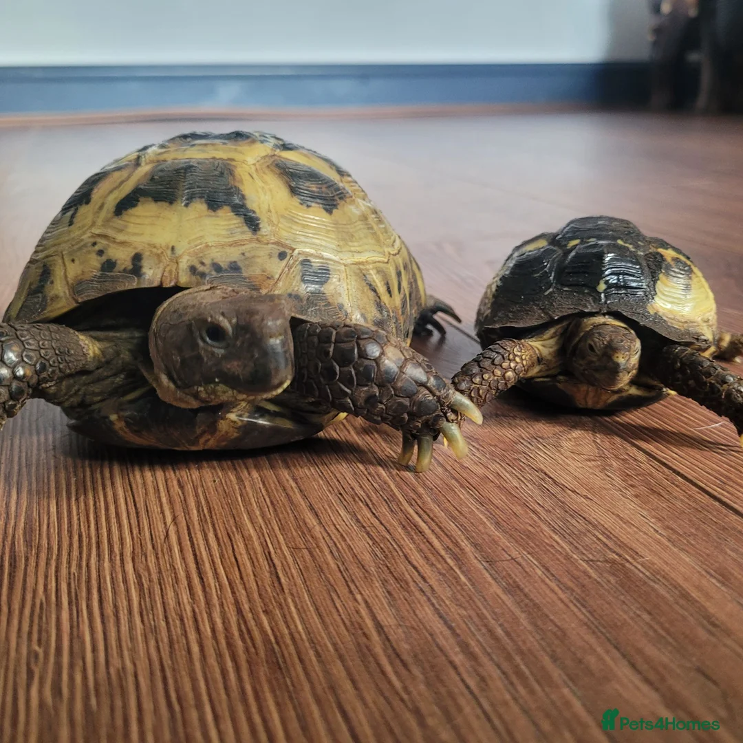 Tortoise reptiles for sale: Two horsefield tortoises  - Advert 1