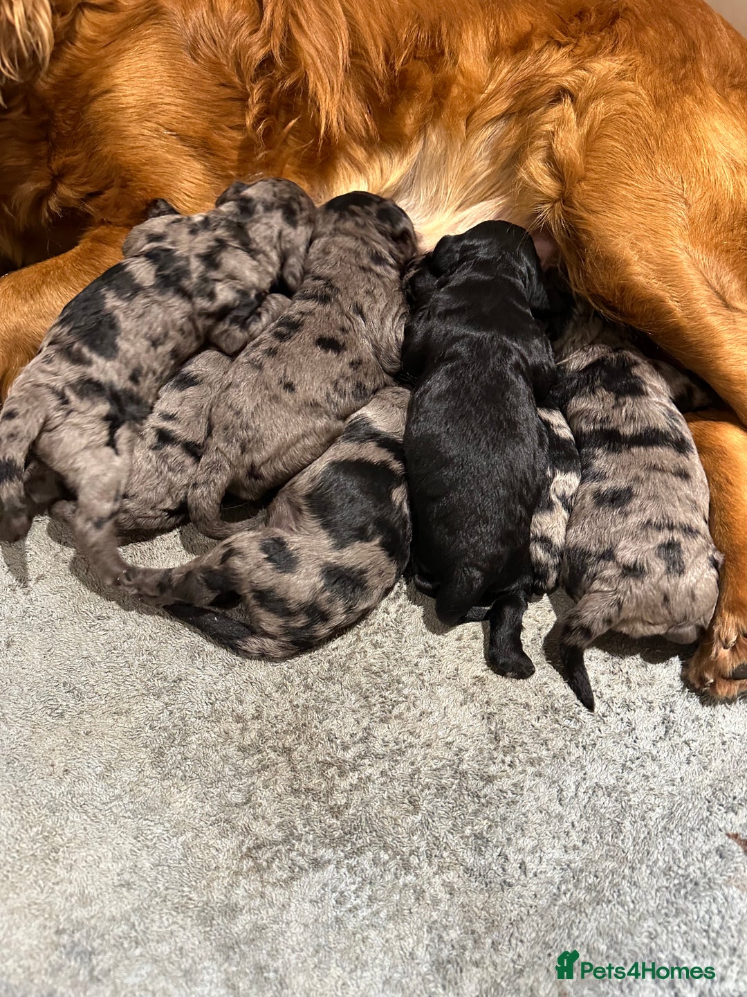 Cockapoo dogs for sale: Adorable Merle Cockapoo Puppies - Image 5
