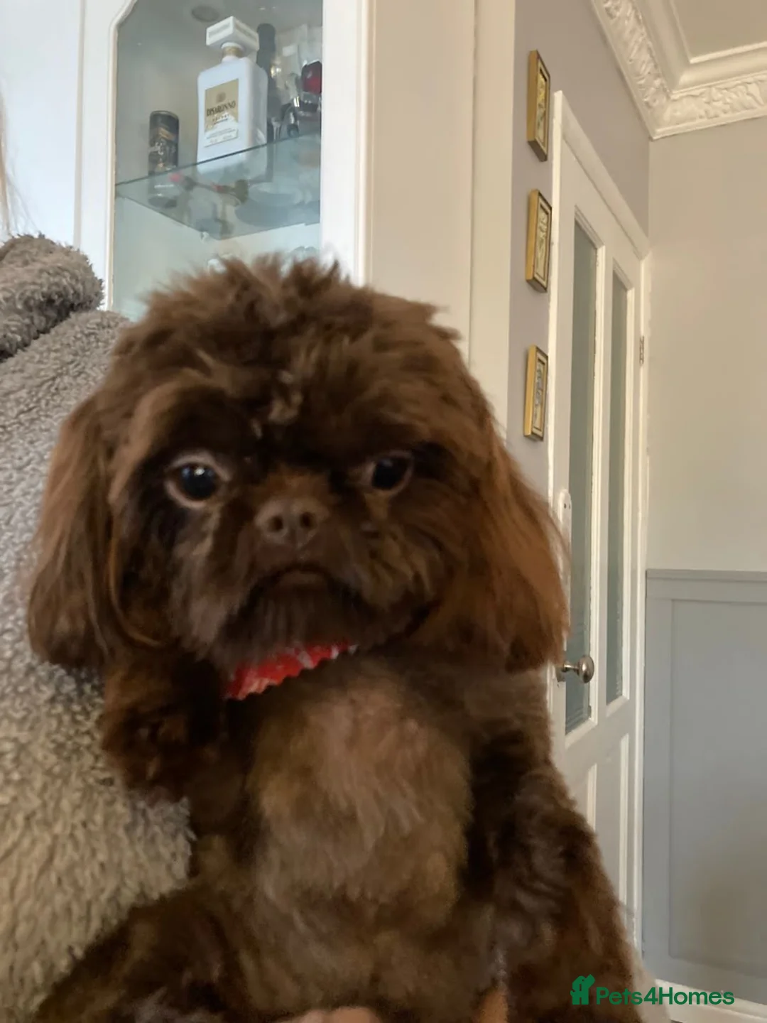 Shih Tzu dogs for sale: Imperial Shih Tzu - Advert 10