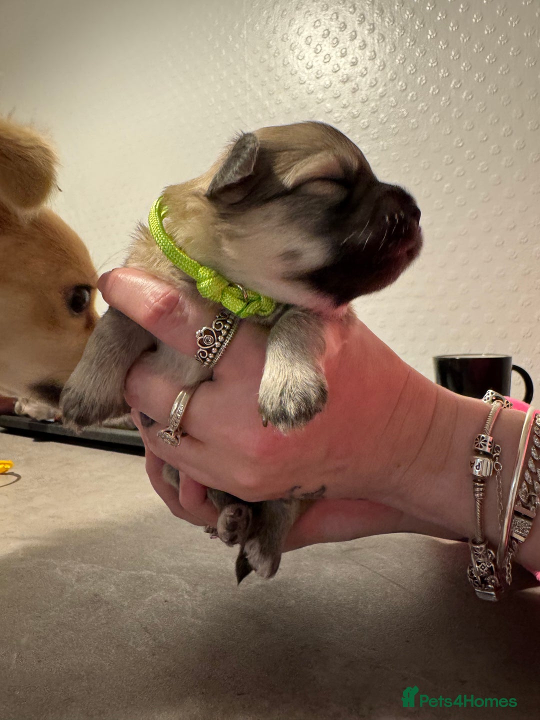 Chiweenie dogs for sale: 5 Beautiful Chiweenie Puppies - Image 20