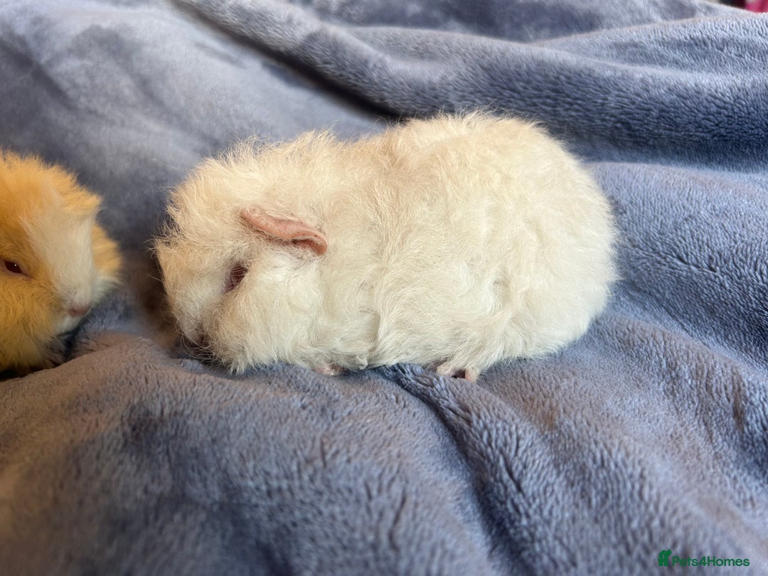 Guinea Pig rodents for sale: Swiss baby Guinea pigs  - Advert 5