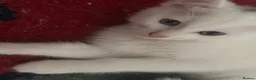 Turkish Van cats for sale: Turkish Van kittens male and female  - Advert 6