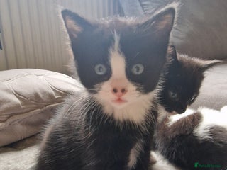 Mixed Breed cats Last beautiful boy Tuxedo kitten - Advert 18