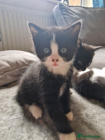 Mixed Breed cats Last beautiful boy Tuxedo kitten - Advert 5
