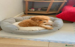 Toy Poodle dogs for sale: Toy Poodle  - Image 2