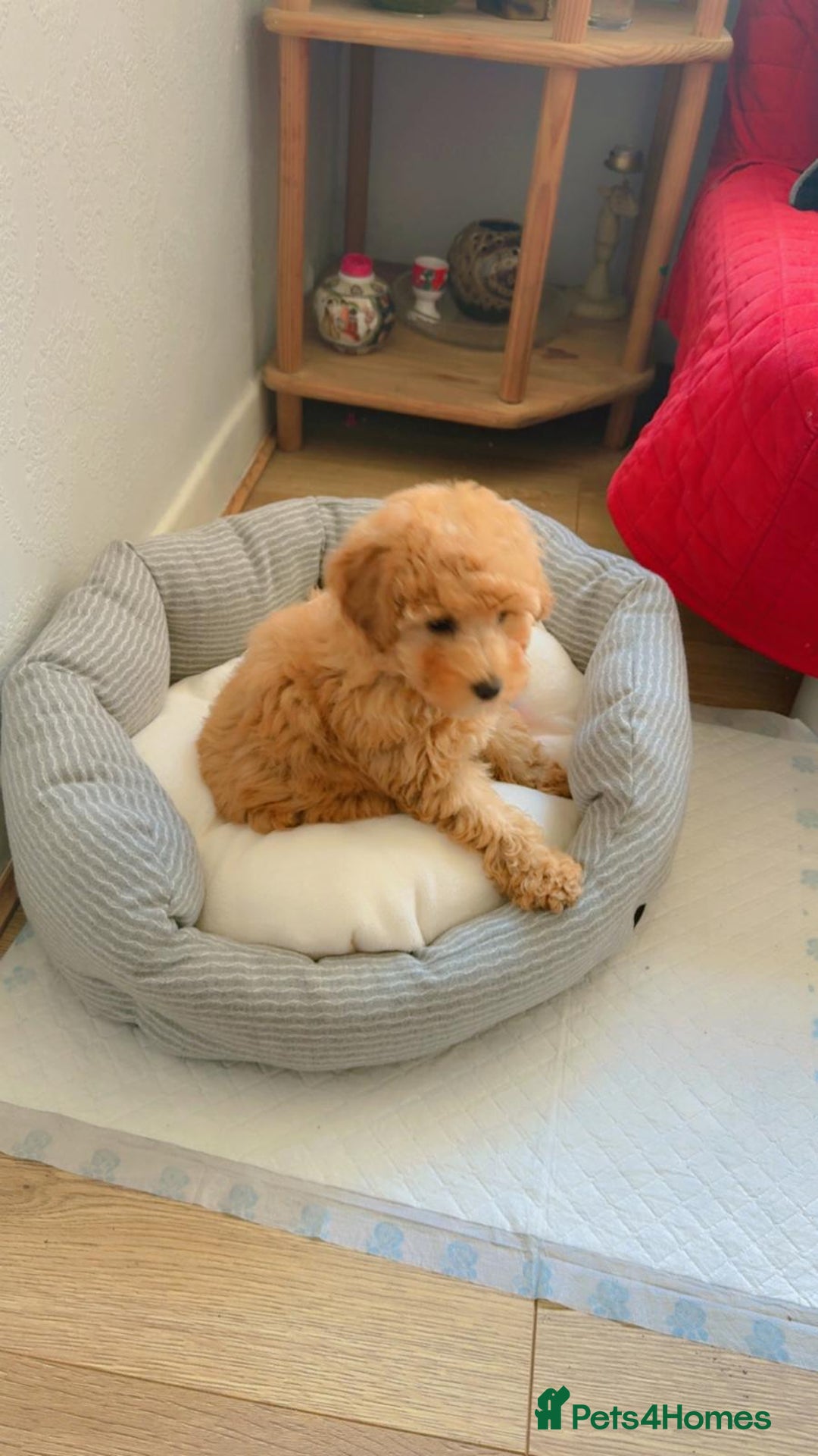 Toy Poodle dogs for sale: Toy Poodle  - Image 2