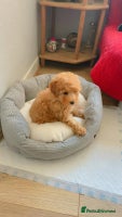 Toy Poodle dogs - Advert 10