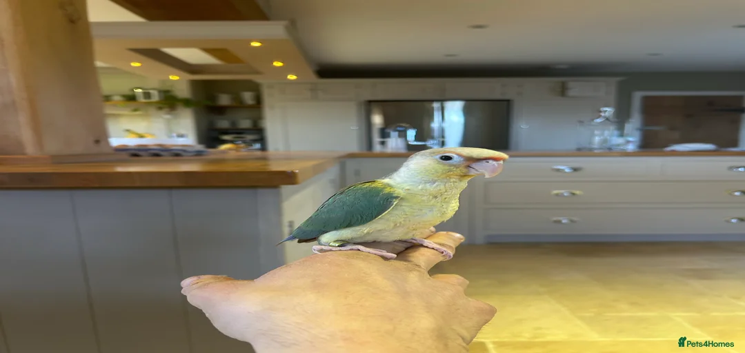 Gallery Image {{count}}