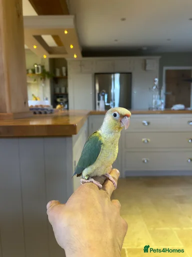 Gallery Image {{count}}