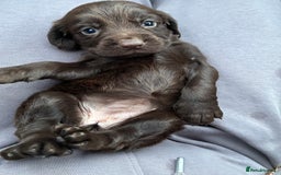 Cocker Spaniel dogs for sale: Cocker spaniel pups - Image 3