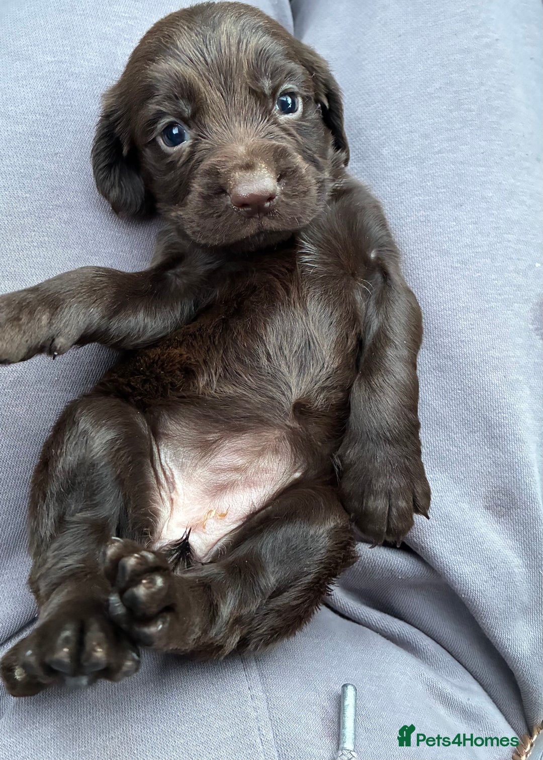 Cocker Spaniel dogs for sale: Cocker spaniel pups - Image 3
