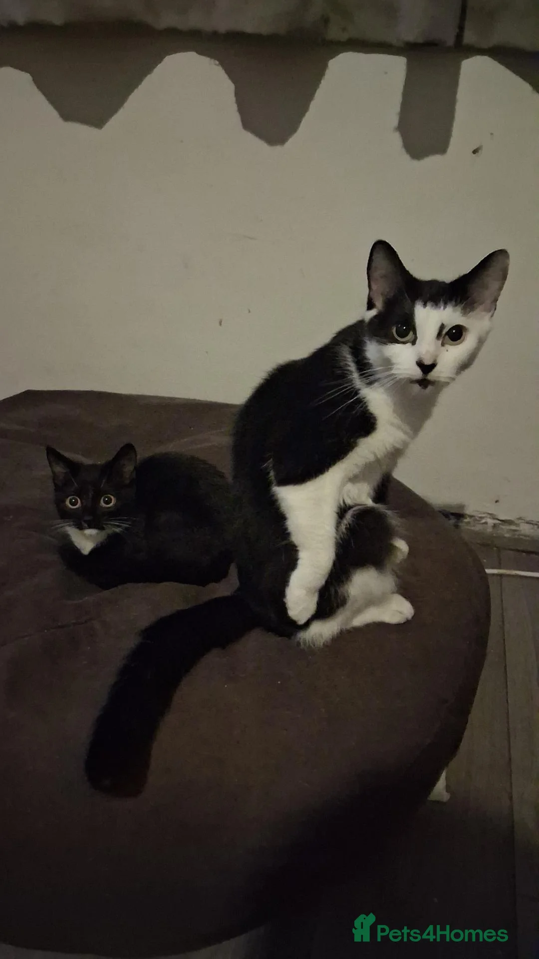 Oregon Rex cats for sale: Kitten in Milton Keynes - Advert 1