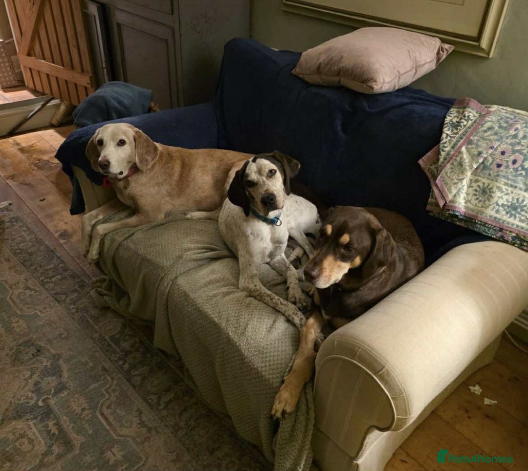 Pointer dogs for adoption: Raffie is looking for a perfect home  - Advert 10