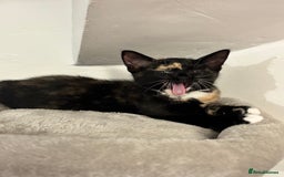 Domestic Shorthair cats for sale: Healthy 12-Week-Old Kittens — (Wormed, Ready Now!) - Image 8