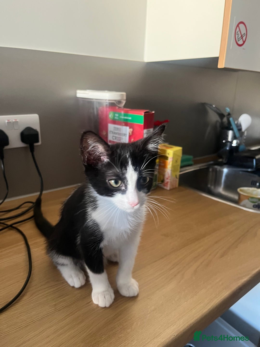 Mixed Breed cats for sale: boy kitten for sale  - Advert 3