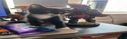Maine Coon cats for sale: Kittens 7 weeks & ready to leave 1/2 Maine coon.  - Advert 2
