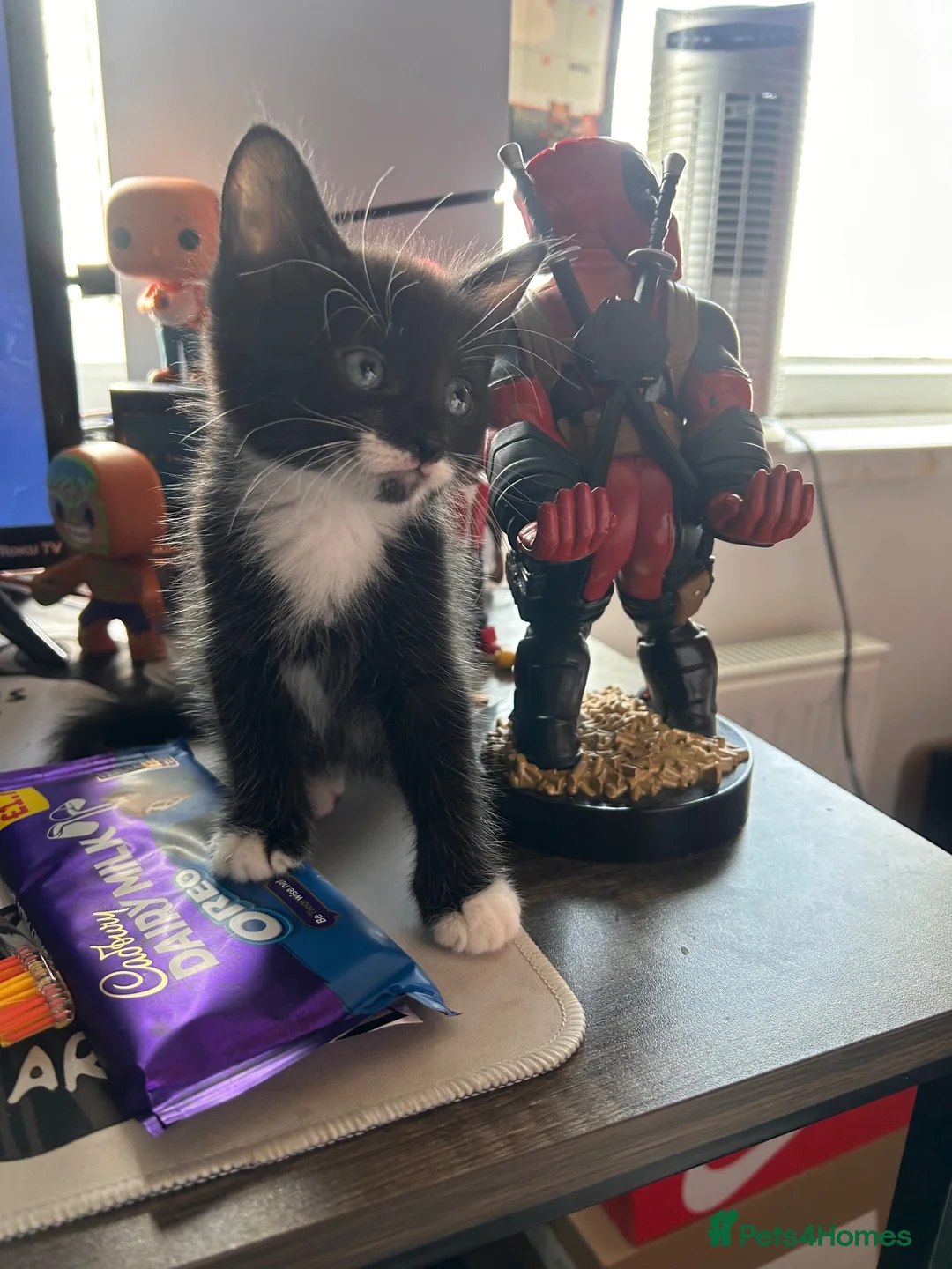 Maine Coon cats for sale: Kittens 7 weeks & ready to leave 1/2 Maine coon.  - Advert 2