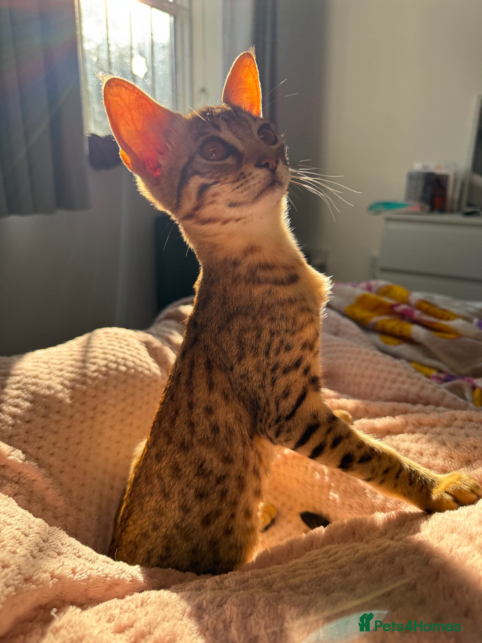 Savannah cats F6 Savannah kitten - Advert 3