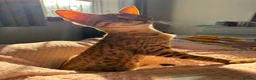 Savannah cats for sale: F6 Savannah kitten - Advert 1