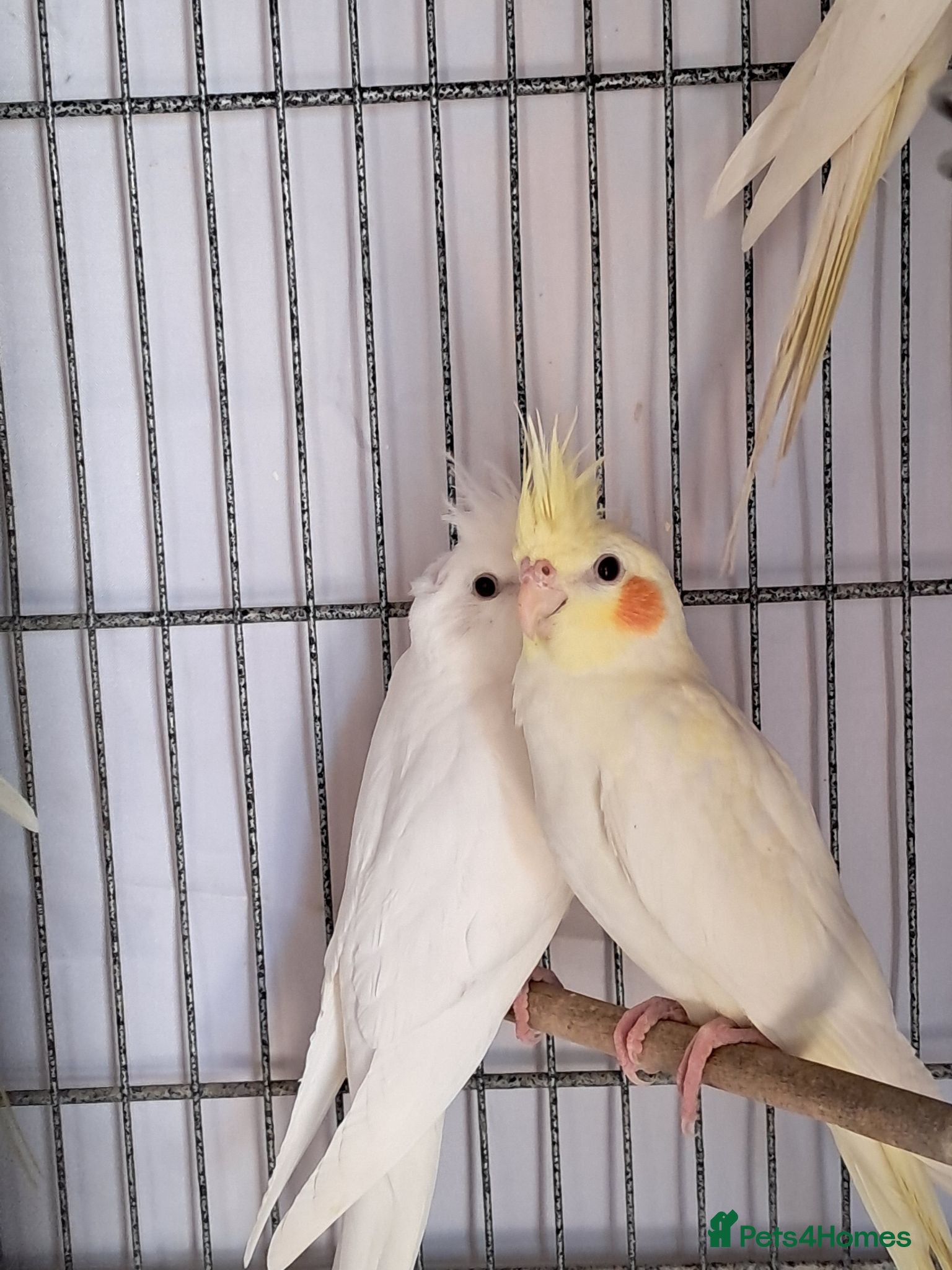 Cockatiels birds Baby Cockatiels - Advert 5