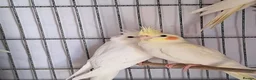 Cockatiels birds for sale: Baby Cockatiels - Advert 1