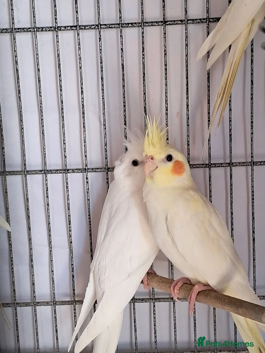 Cockatiels birds for sale: Baby Cockatiels - Advert 1
