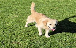 Golden Retriever dogs for sale: Beautiful golden retriever, girl  - Advert 5