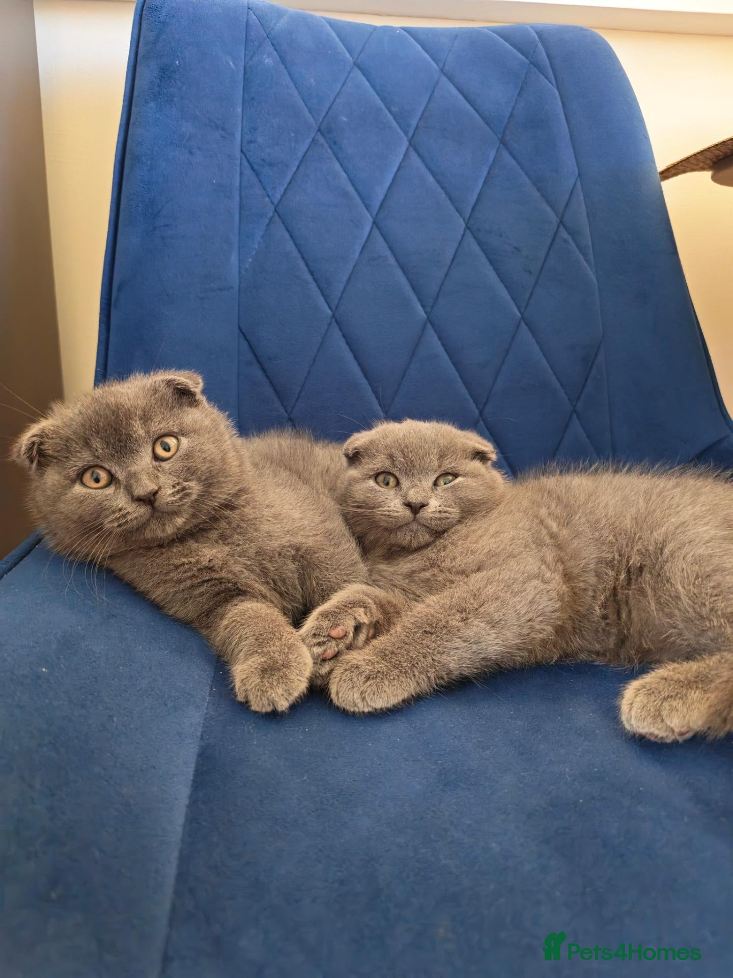 Scottish Fold cats Scottish fold kittens - Advert 3