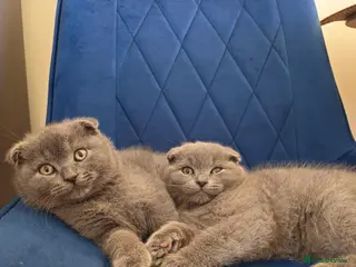 Scottish Fold cats Scottish fold kittens - Advert 3