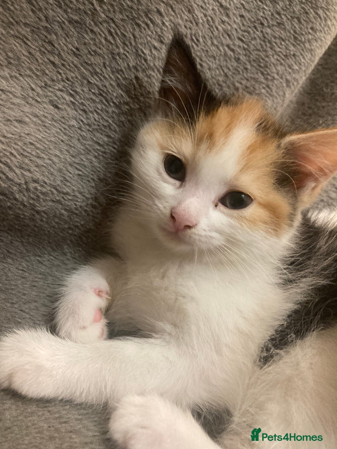 Domestic Shorthair cats for sale: Beautiful kittens available - Image 9