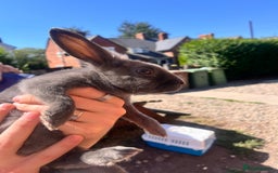 Lionhead rabbits for sale: Female rabbits for sale  - Image 8