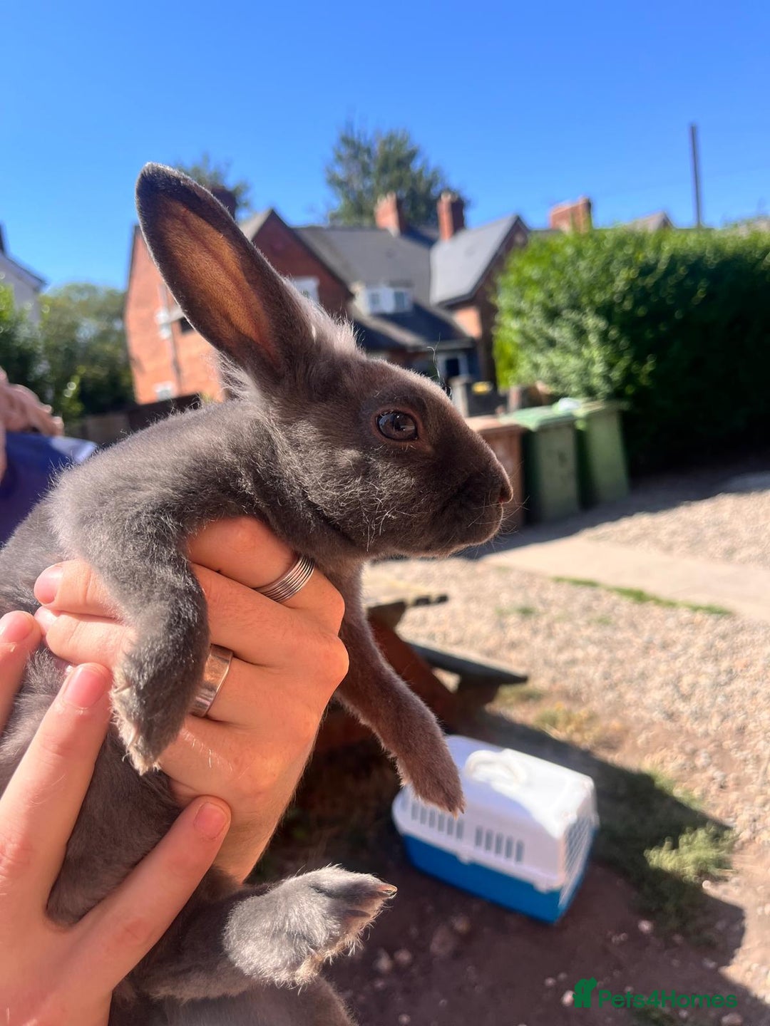 Lionhead rabbits for sale: Female rabbits for sale  - Image 8
