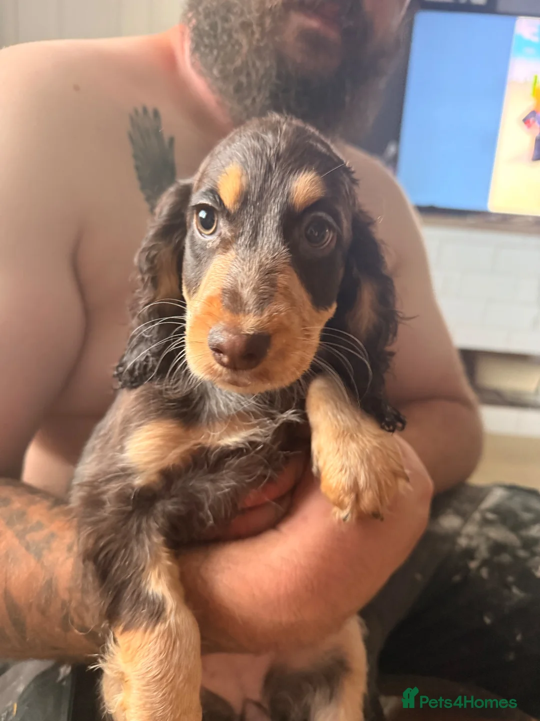 Cocker Spaniel dogs for sale: Cocker Spaniel Puppies – Blue Roan & Tri-Coloured - Advert 2