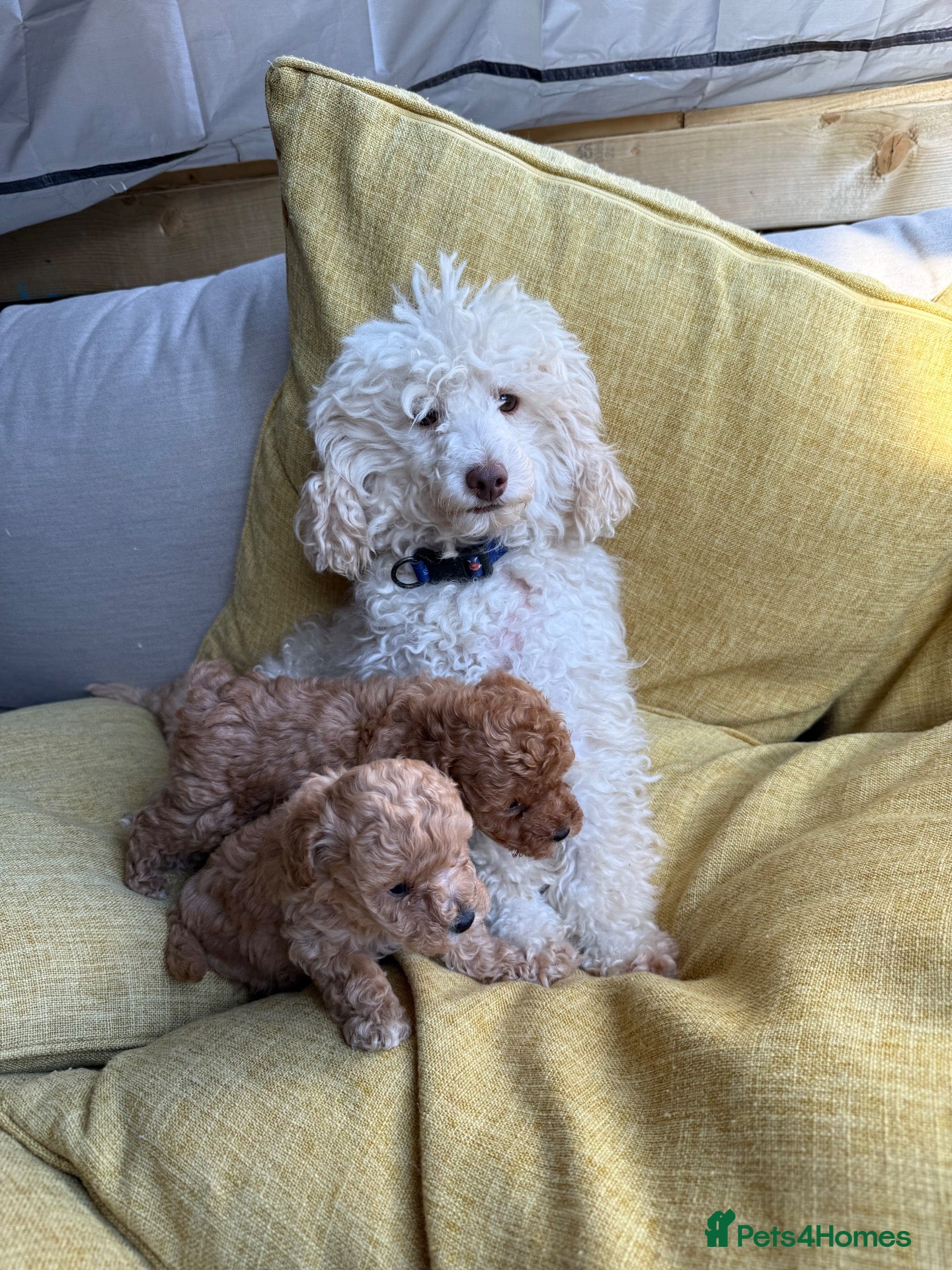Toy Poodle dogs Toy poodle - Advert 2