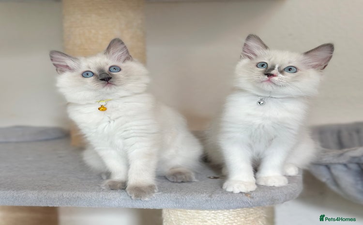 Ragdoll cats - Advert 3