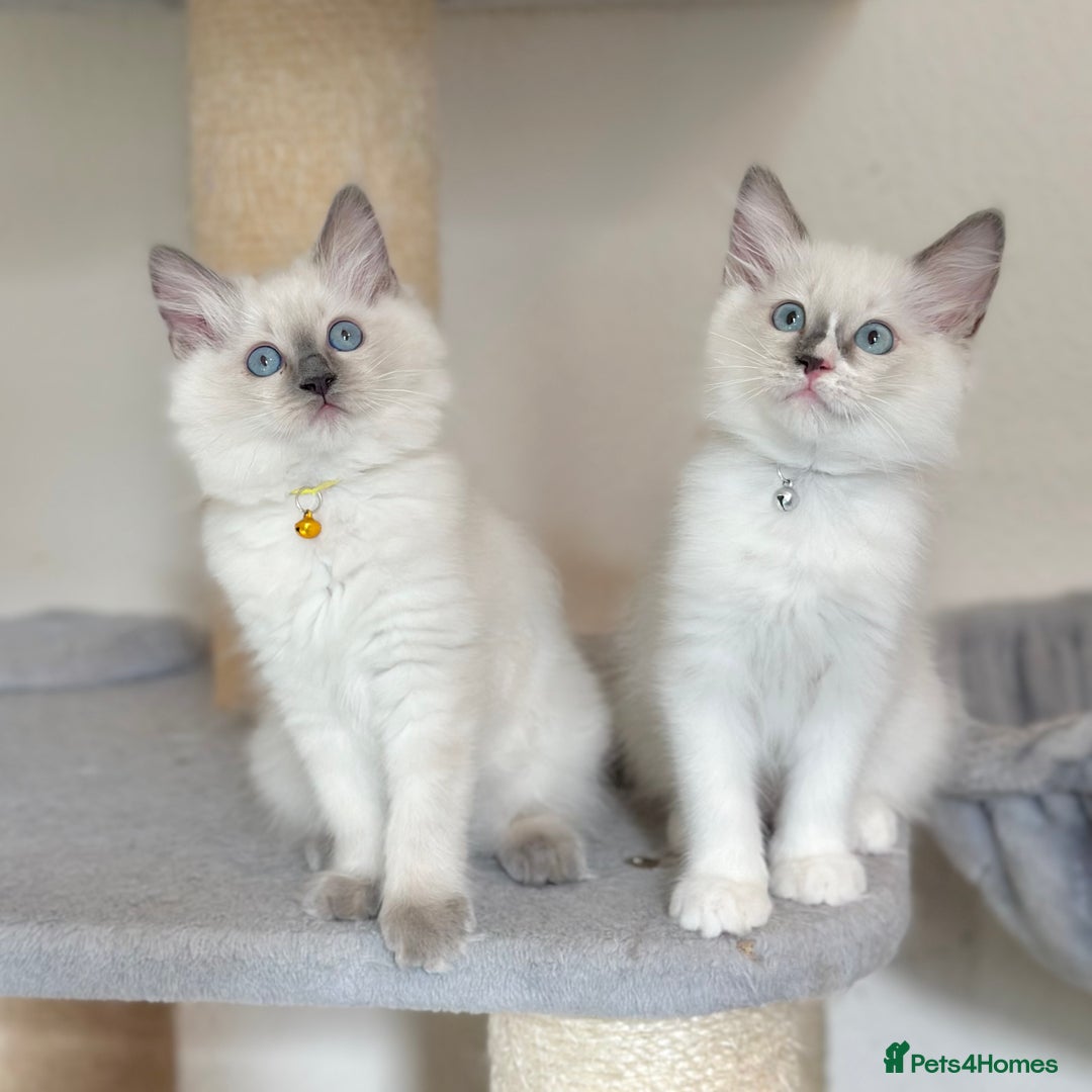 Ragdoll cats for sale: Gentle, Affectionate, Cuddly, Playful Kittens - Image 6
