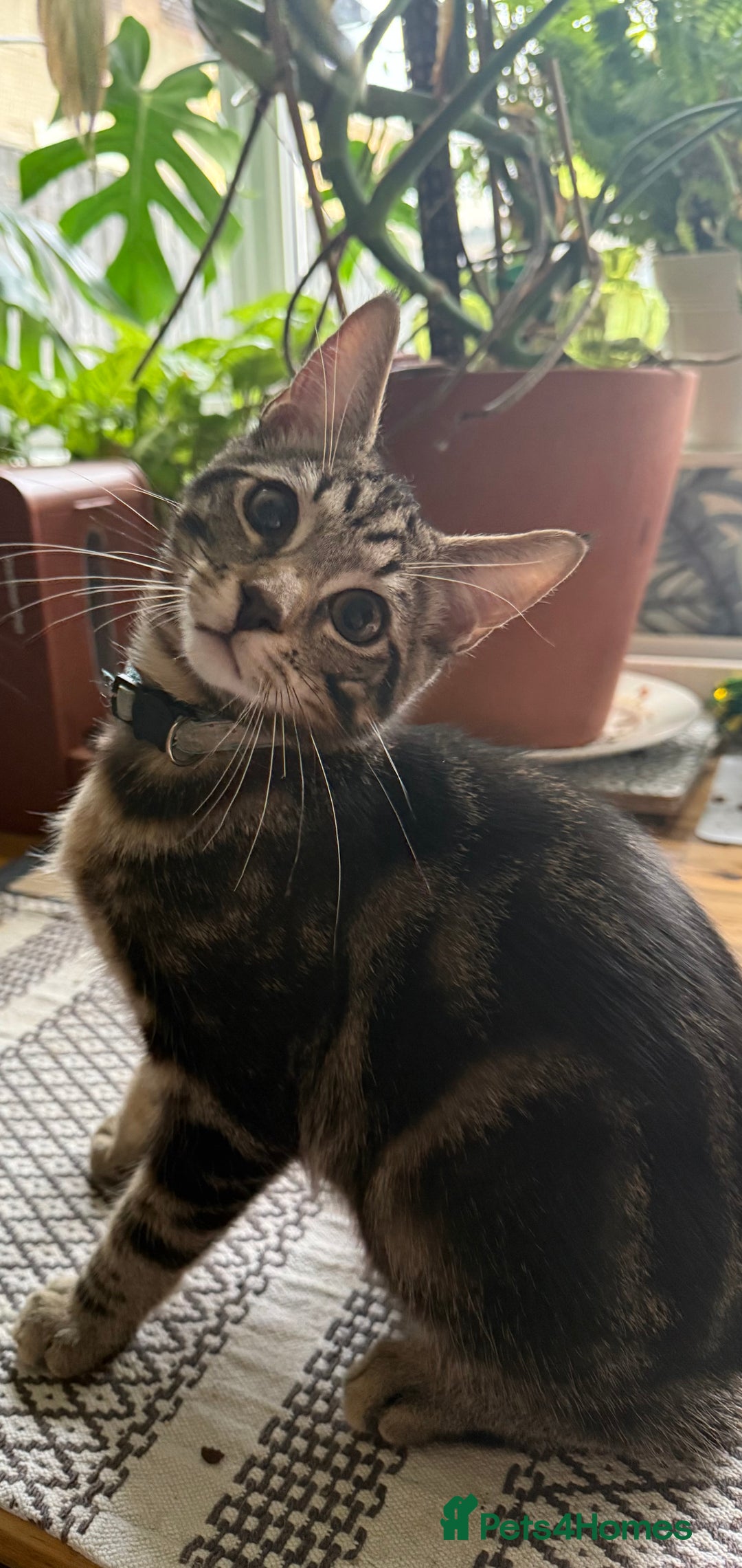 Maine Coon cats for sale: Maine Coone X Bengal - Advert 8