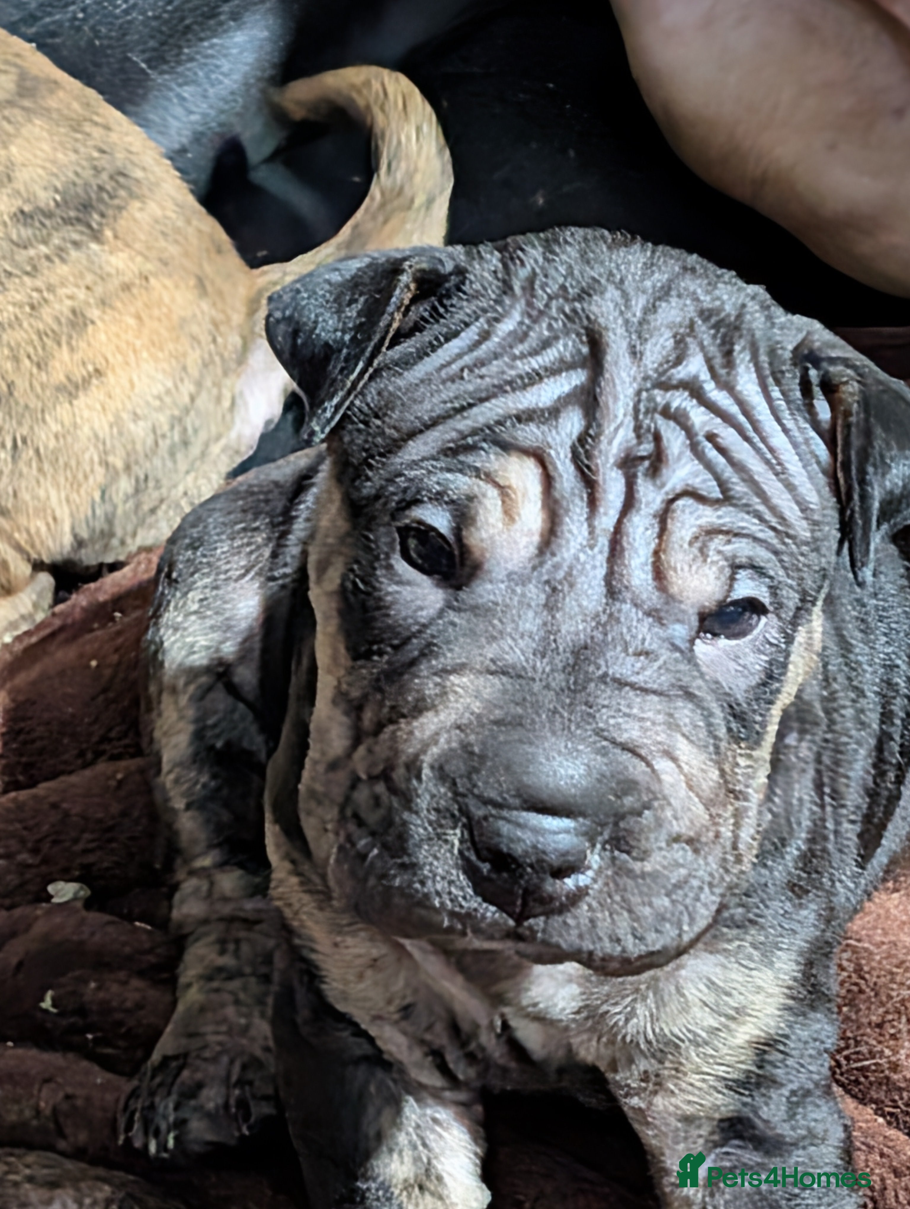 Mixed Breed dogs Shar pei cross cane corso - Advert 5