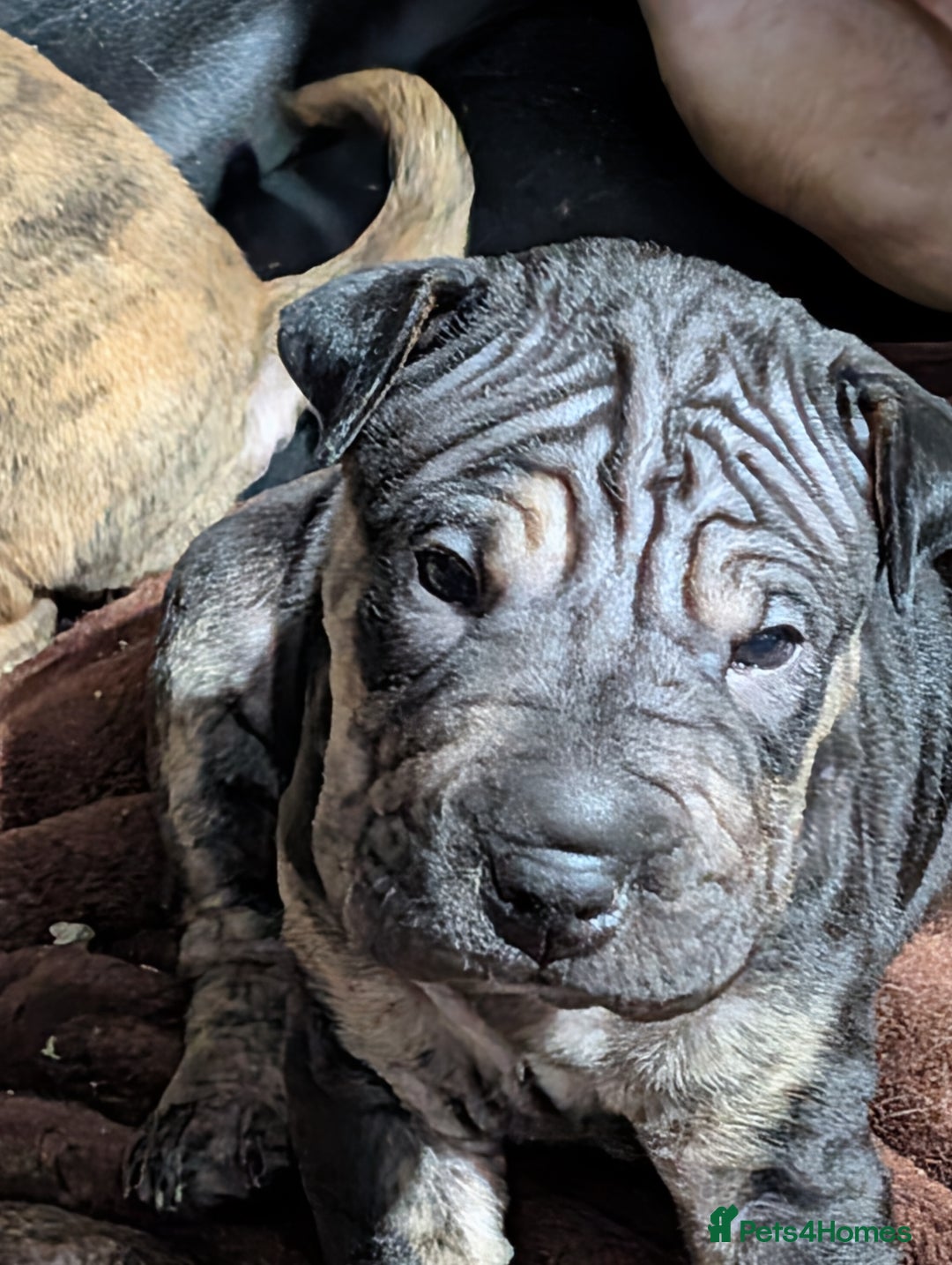 Mixed Breed dogs for sale: Shar pei cross cane corso - Advert 1