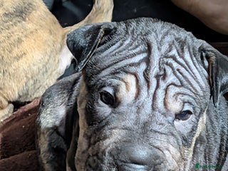 Mixed Breed dogs Shar pei cross cane corso - Advert 5