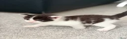 Mixed Breed cats for sale:     Healthy Playful Kittens - Advert 11