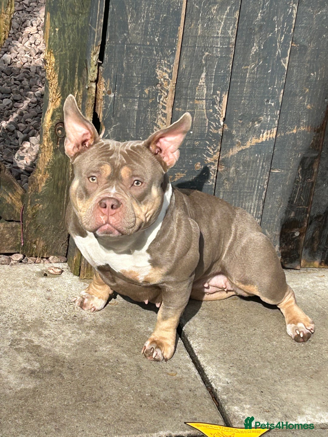 Shorty Bull dogs for sale: Pocket bully for loving home - Image 3