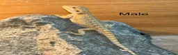 Bearded Dragon reptiles for sale: Friendly baby bearded dragons - Advert 1