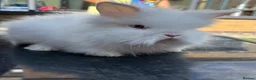 Lionhead rabbits for sale: Two females baby double maned lion heads for sale  in Runcorn - Advert 2