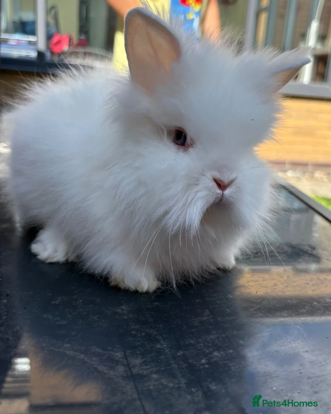 Lionhead rabbits for sale: Two females baby double maned lion heads for sale  in Runcorn - Advert 2