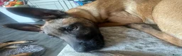 Belgian Shepherd Dog dogs for sale: Gorgeous puppies for sale - Advert 5