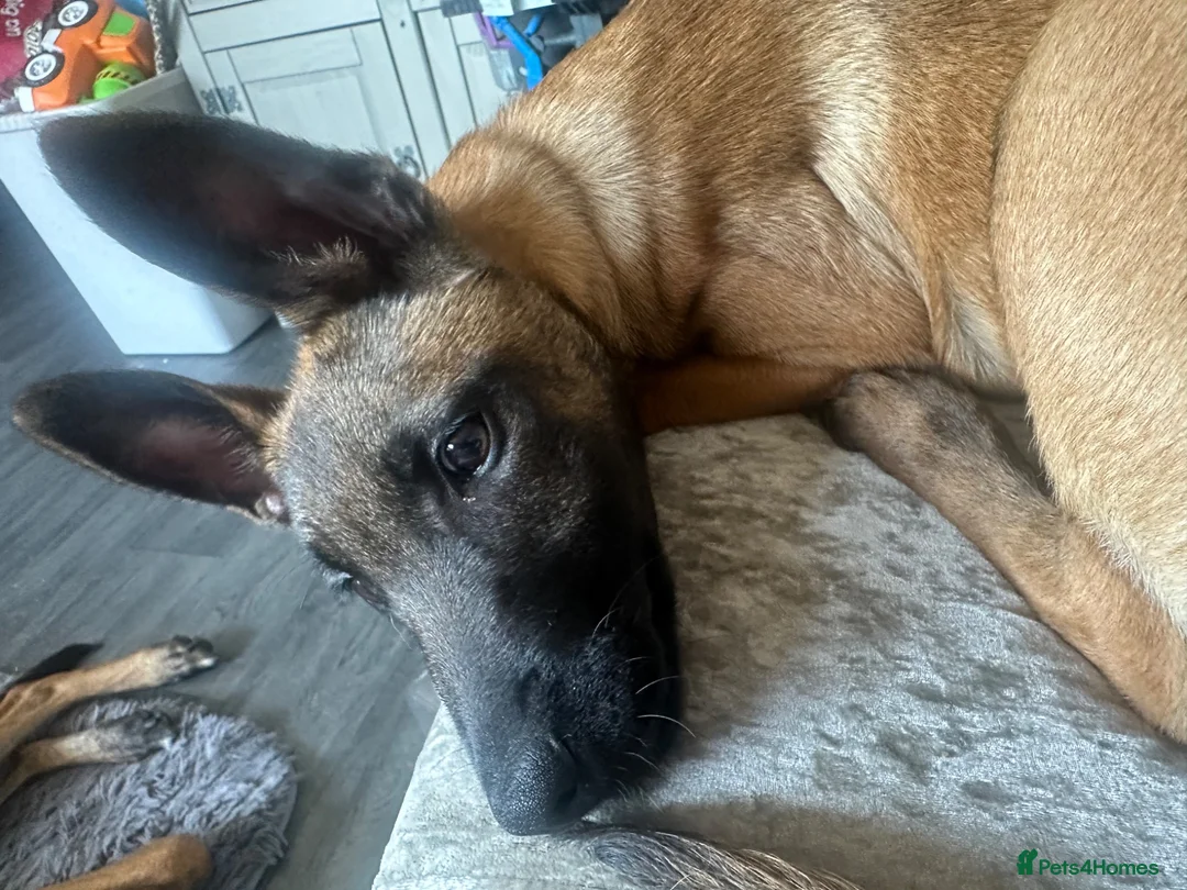 Belgian Shepherd Dog dogs for sale: Gorgeous puppies for sale - Advert 5