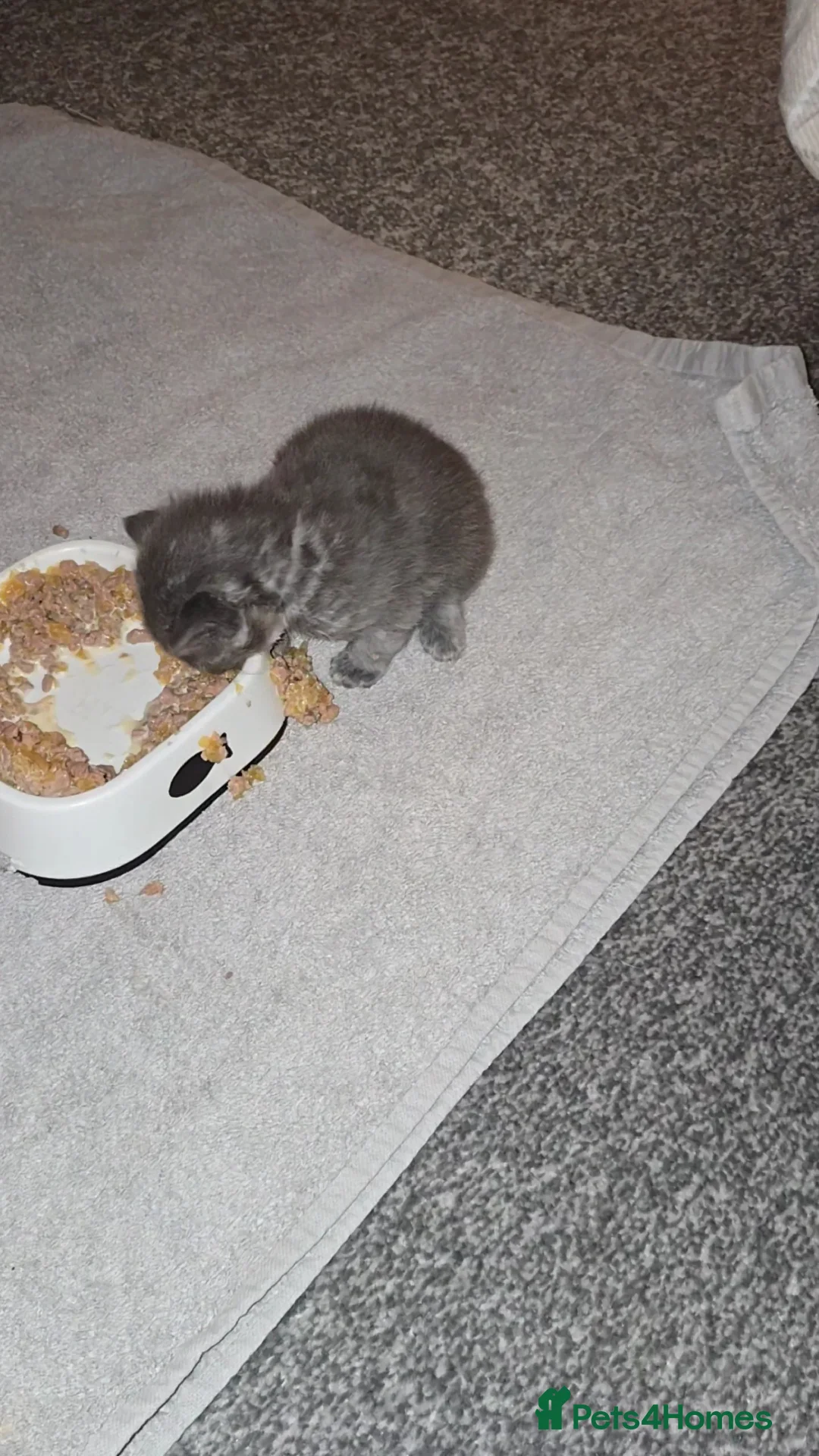 Mixed Breed cats for sale: Ragcoon mix kittens - Advert 4