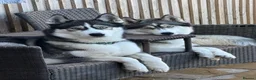 Siberian Husky dogs for sale: SIBERIAN HUSKY PUPPIES EXPECTED EARLY NOVEMBER - Advert 1